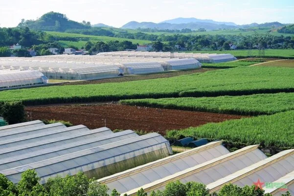 Thanh Hóa tìm địa điểm đầu tư nhà máy điện sinh khối Tỉnh Thanh Hóa có lợi thế lớn về nguyên liệu từ nông nghiệp và lâm nghiệp