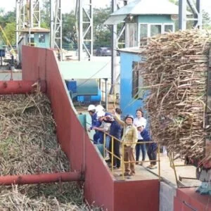 nguyên liệu sinh khối từ bã mía, rác mía 1